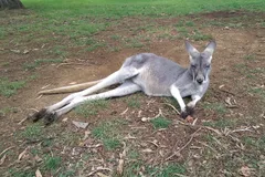 Red Kangaroo in natural habitat