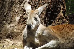 Red Kangaroo in natural habitat