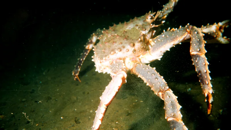 Red King Crab in this matchup