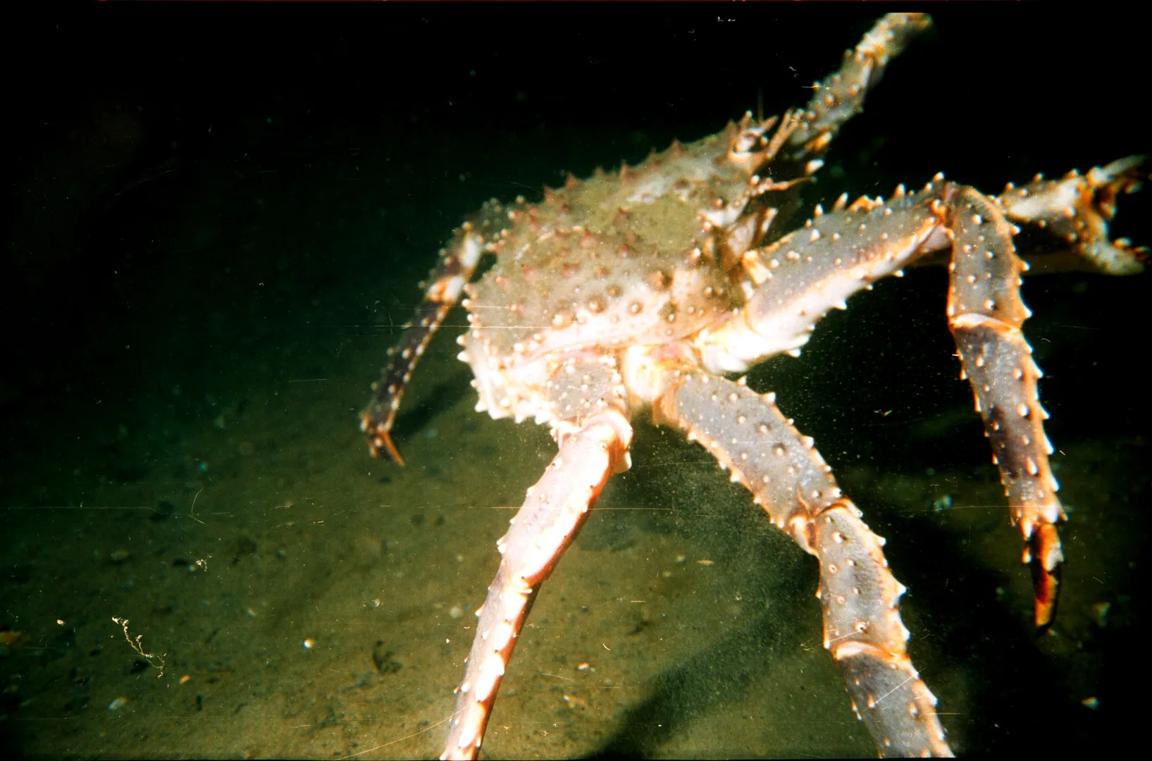 Red King Crab