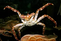 Spiny red king crab spreading its long legs on a dark background