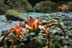 Red king crab with orange spiny legs on rocks and gravel underwater