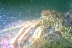 Pale red king crab with long legs among seaweed on a rocky seabed