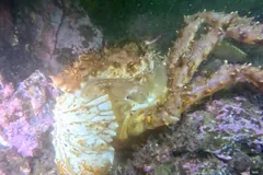 Red king crab clinging to a rock covered in pink algae underwater
