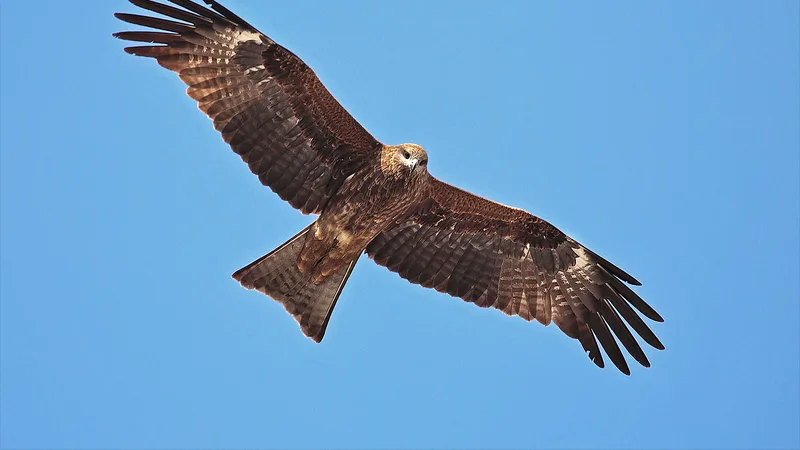 red kite in natural habitat