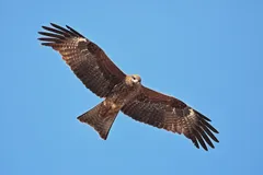 red kite in natural habitat