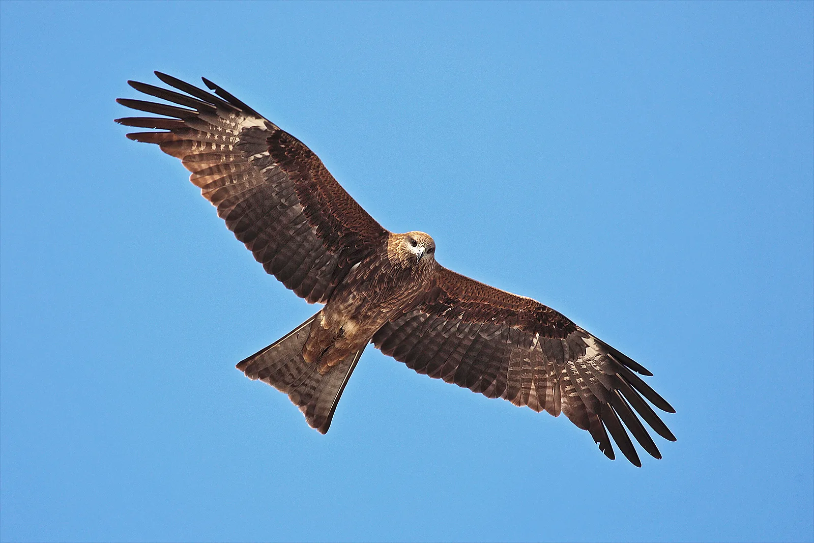 red kite in natural habitat