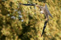 red kite in natural habitat