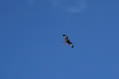 red kite in natural habitat