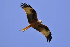 red kite in natural habitat
