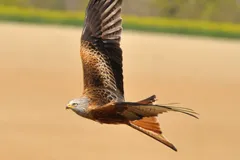 red kite in natural habitat