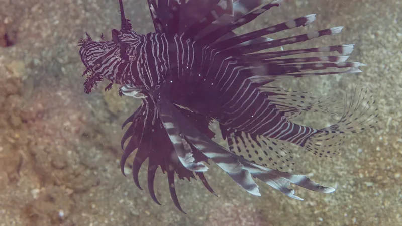 Red lionfish with fanned, striped fins hovering over the seabed off Anilao, Philippines