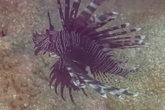 Red lionfish with fanned, striped fins hovering over the seabed off Anilao, Philippines