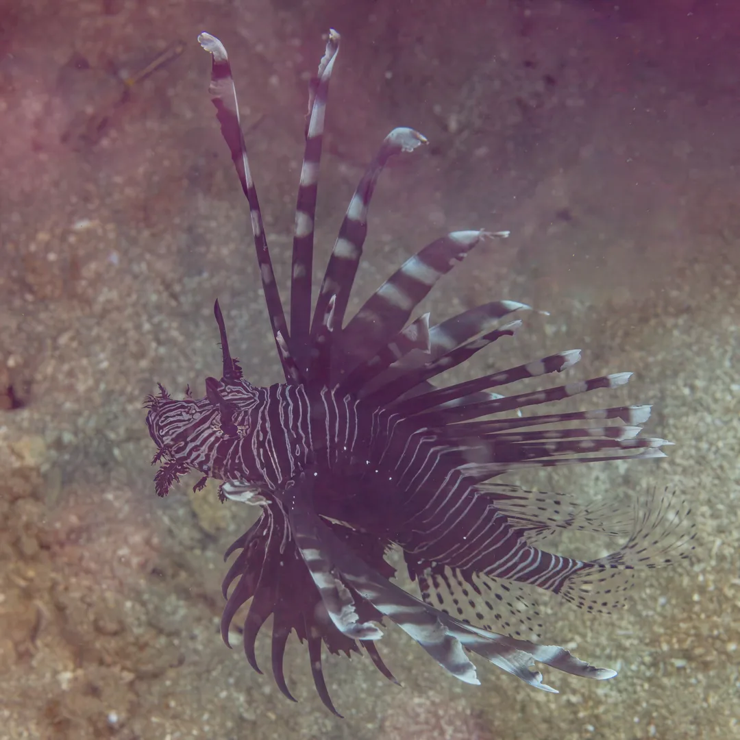 Red lionfish with fanned, striped fins hovering over the seabed off Anilao, Philippines