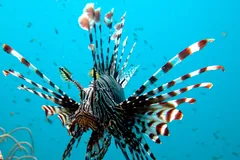 Red lionfish spreading its banded pectoral fins against blue water off Thailand