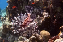 Red lionfish beside a coral head off Borneo, Indonesia