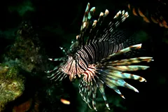Invasive red lionfish in the Caribbean, venomous spines raised