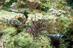 Red lionfish drifting over a reef in Belize, far outside its native range