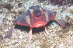 Red-Lipped Batfish
