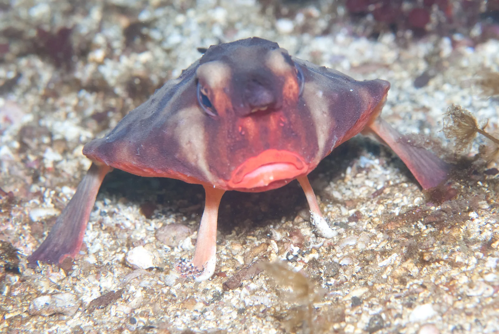 Red-lipped batfish standing on its fins on sand, its bright red lips facing forward