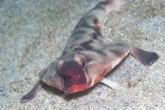 Mottled batfish propped on its fins on a sandy seabed