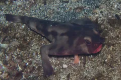 Brown batfish with red lips resting on gravelly sand