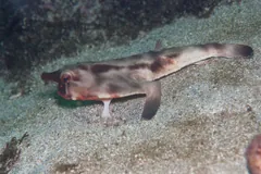 Side view of a batfish with a long tail resting on the sea floor