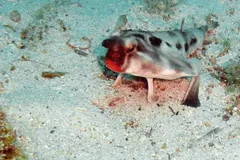 Spotted batfish with red lips on pale sand among small stones