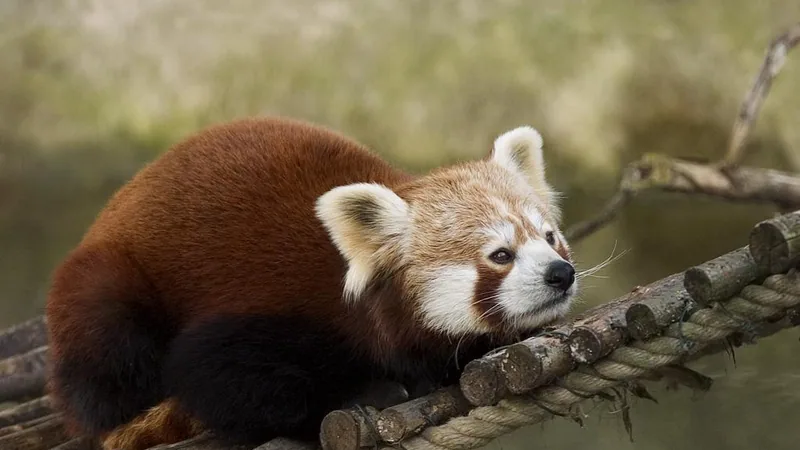 Red Panda in natural habitat
