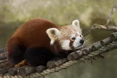 Red Panda in natural habitat
