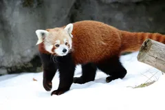 Red Panda in natural habitat