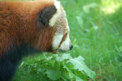 Red Panda in natural habitat