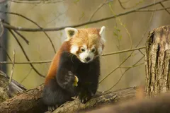 Red Panda in natural habitat