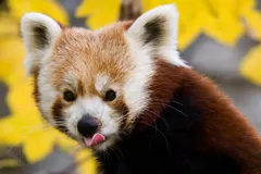 Red Panda in natural habitat