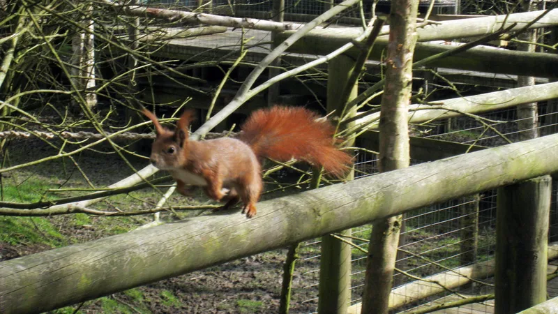 red squirrel in natural habitat