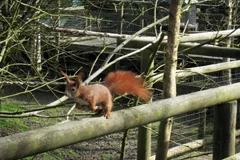 red squirrel in natural habitat