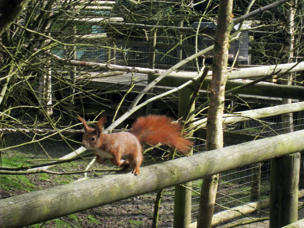red squirrel in natural habitat