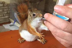 red squirrel in natural habitat