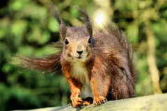 red squirrel in natural habitat
