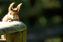 red squirrel in natural habitat