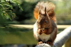 red squirrel in natural habitat
