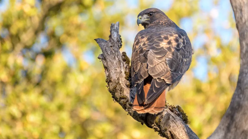 Red-tailed hawk perched on a dead branch, its rusty tail fanned below it
