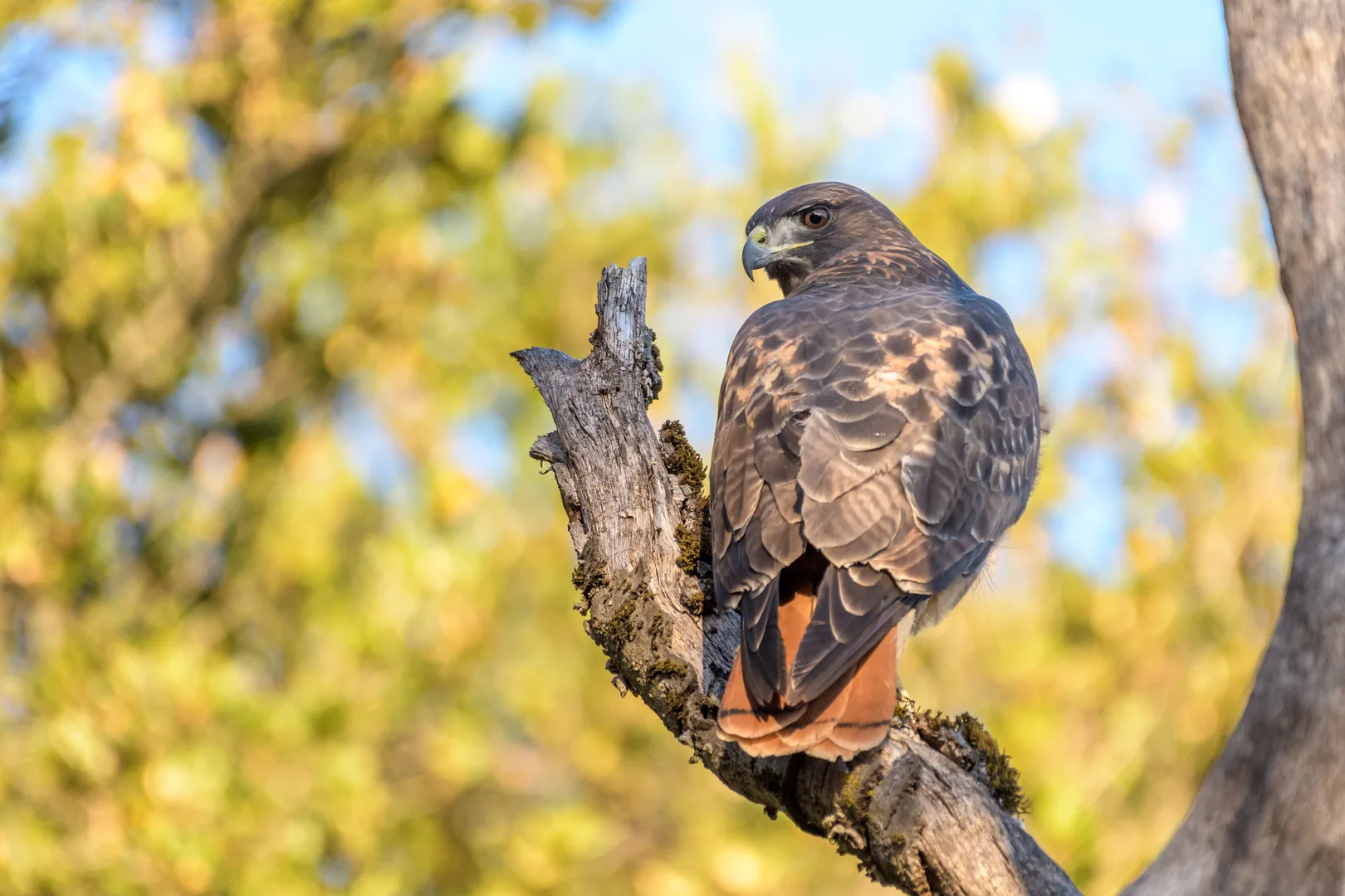 Red-tailed hawk perched on a dead branch, its rusty tail fanned below it