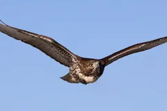 Red-tailed hawk gliding against a blue sky with its broad wings spread