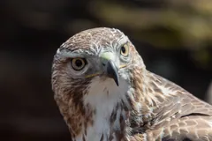 Close view of a red-tailed hawk's head and curved, sharp-tipped bill