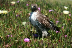 Red-tailed hawk standing on the ground among pink and white flowers