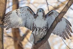 Red-tailed hawk with its wings raised as it lands on a branch