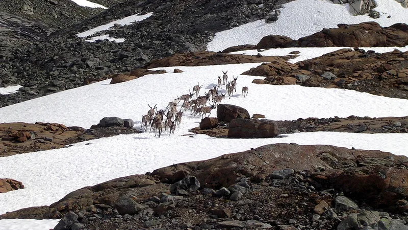 Reindeer (Caribou) in natural habitat