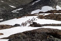 Reindeer (Caribou) in natural habitat