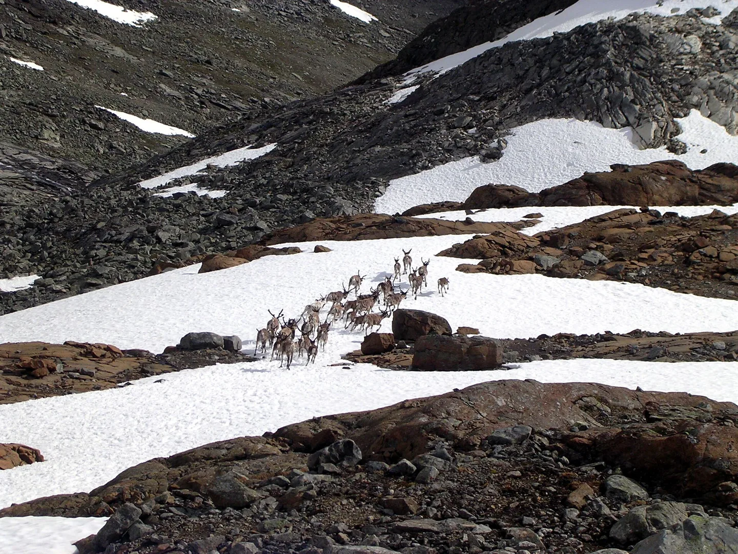 Reindeer (Caribou) in natural habitat